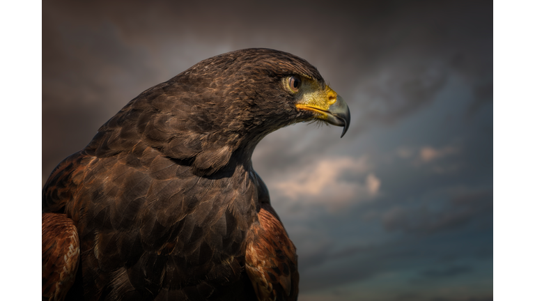 Harris Hawk