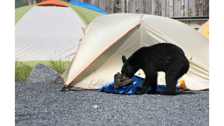 black bear in camp