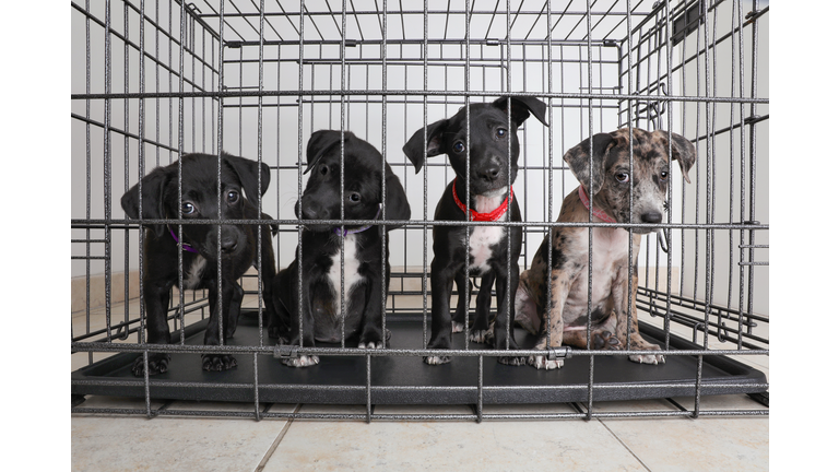Litter of puppies in animal shelter. Catahoula Leopard Dog, Pit Bull Terrier mixed dogs