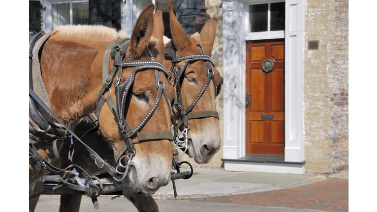 Quaint Charleston, South Carolina