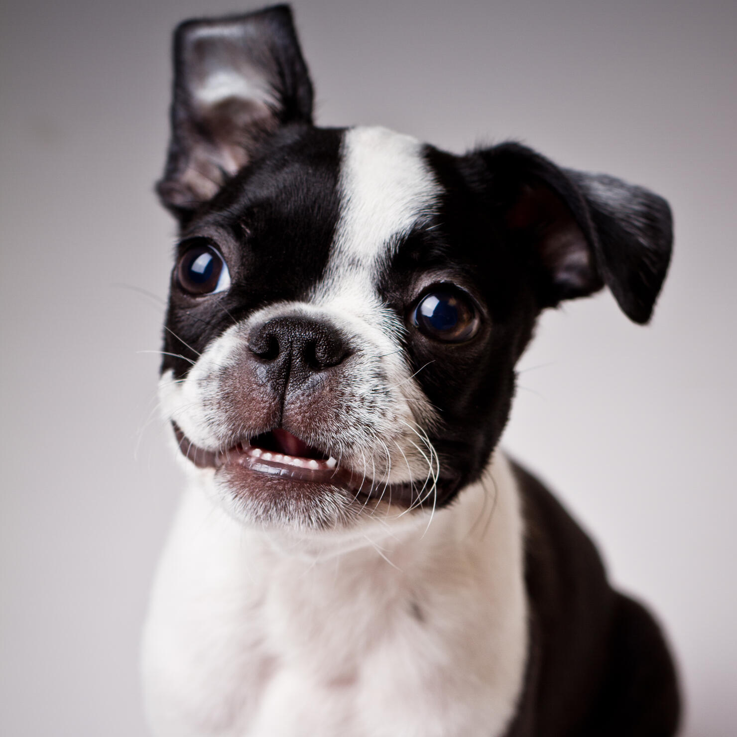 Boston Terrier