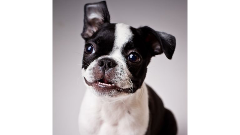 Boston Terrier