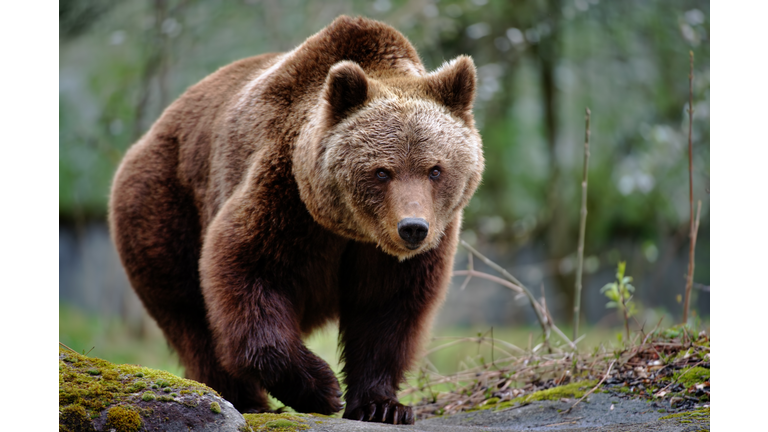 brown bear
