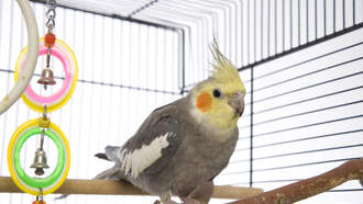 This Parrot is Crazy!