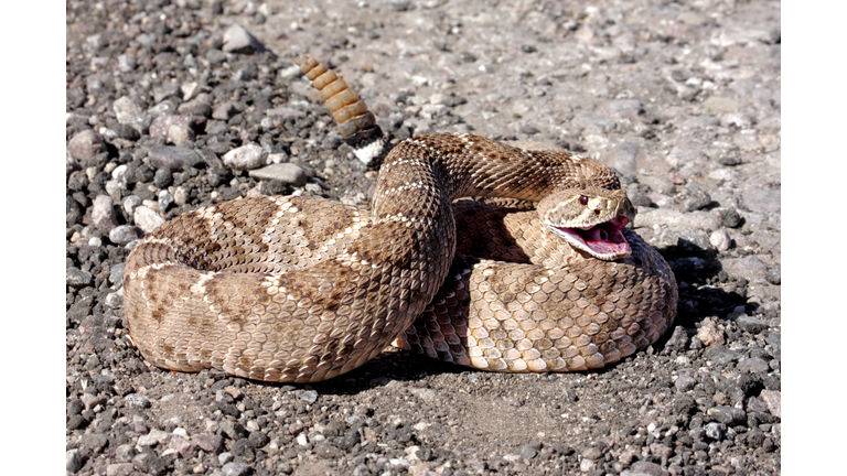 Western Diamondback Rattlesnake (Crotalus atrox)