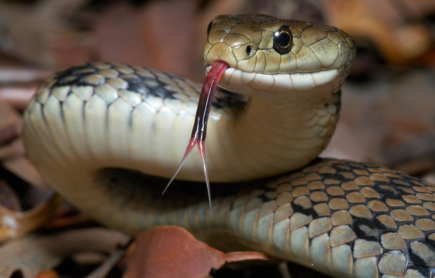 Venomous snake