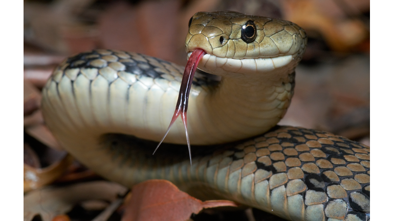 Venomous snake