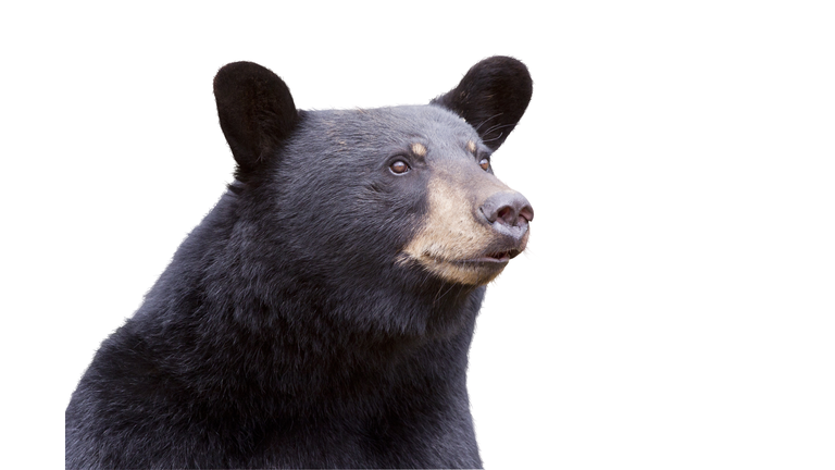 Black bear isolated on white background