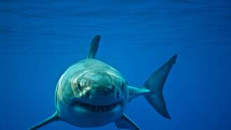 There Are 4,000 Porsches and Lamborghinis at the Bottom of the Ocean