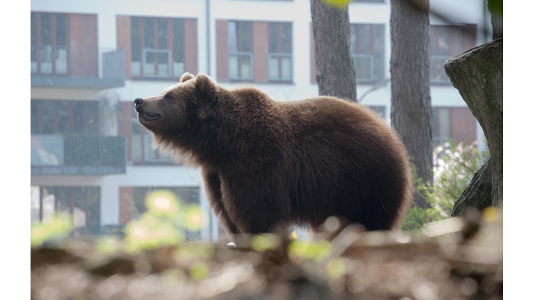 brown bear in the city