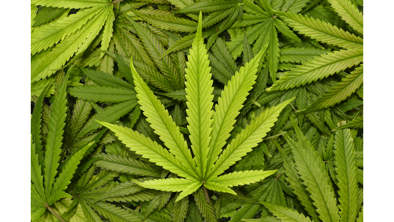 Marijuana Leaf Close Up with Texture Background of Cannabis Leaves