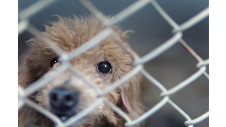 stray dog behind fence,homeless dog lonely,dirty dog alone face