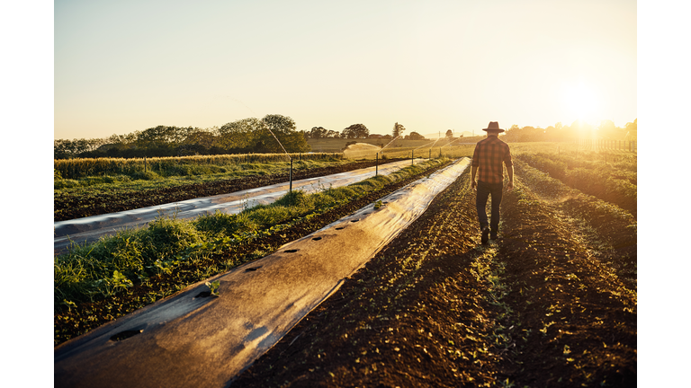 Feeding the world one seedling at a time