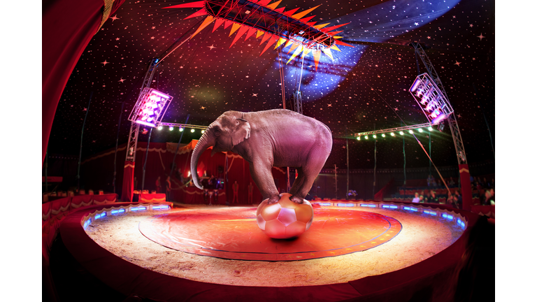 Circus elephant