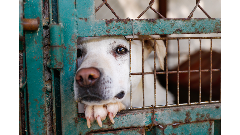 A mixed-breed dog looking sad behind a fence in a dog shelter in Mexico City