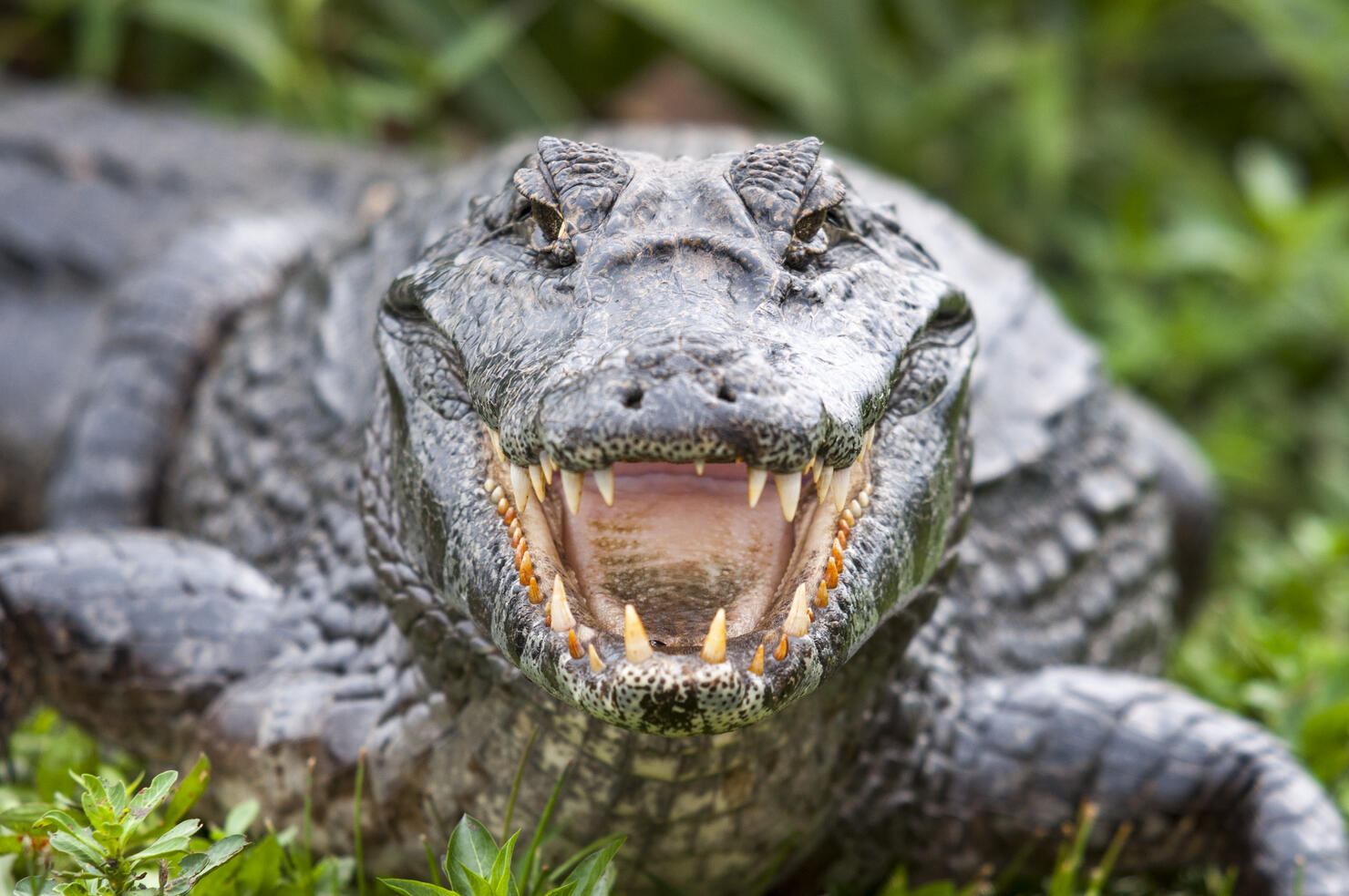Crocodile