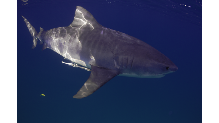 Tiger Shark swimming at camera