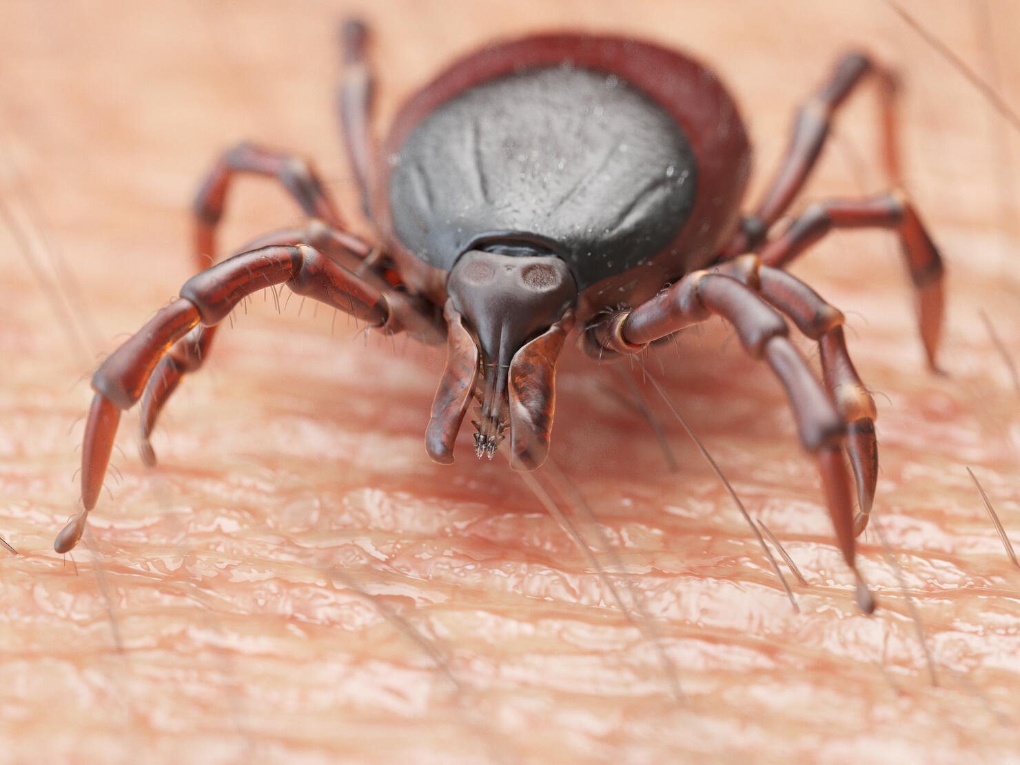 Illustration of a tick crawling on human skin