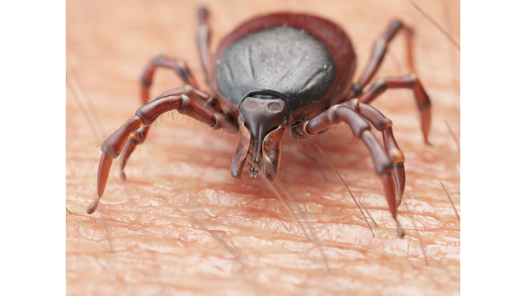 Illustration of a tick crawling on human skin