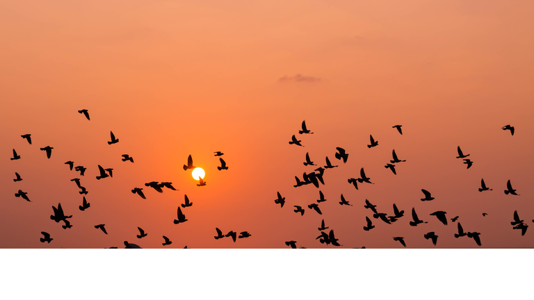 Low Angle View Of Silhouette Birds Flying In Orange Sky