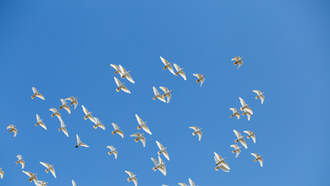Dove Hunting Season Starts In Nebraska On Labor Day