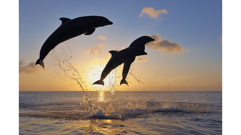 Bottlenose dolphins, Tursiops truncatus, jumping in caribbean sea at sunset