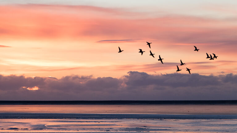 Group of ducks flying over the sea with morning sunrise in background at jokulsarlon, Iceland