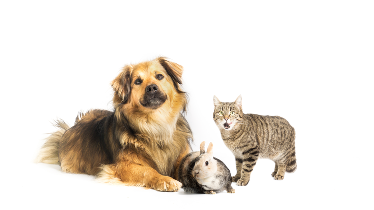 Dog, cat and rabbit in studio with white background