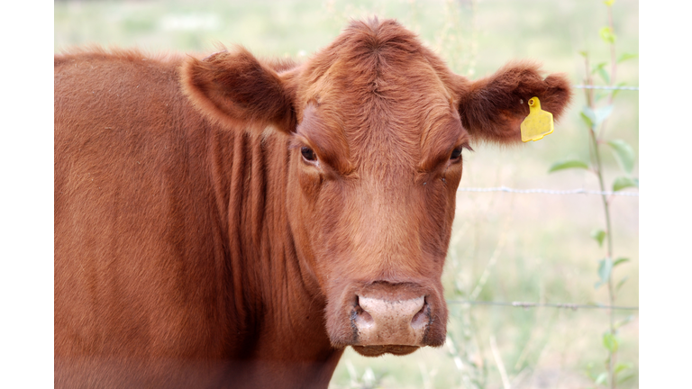 Brown Angus Cow