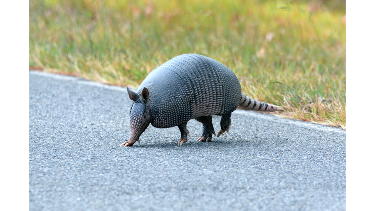 Armadillo in the road