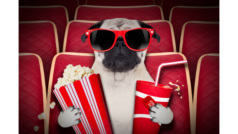 dog at the movies