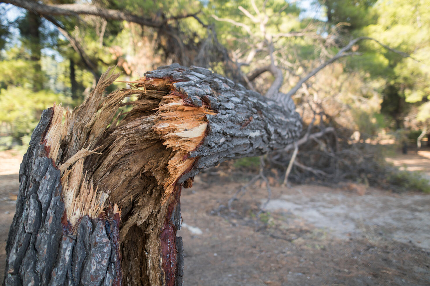 Broken Tree
