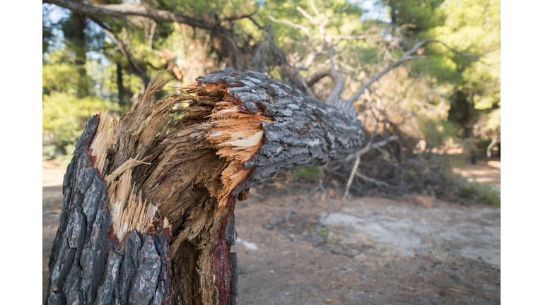 Broken Tree