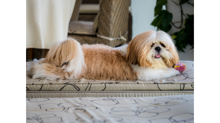 A Shih Tzu dog portrait.