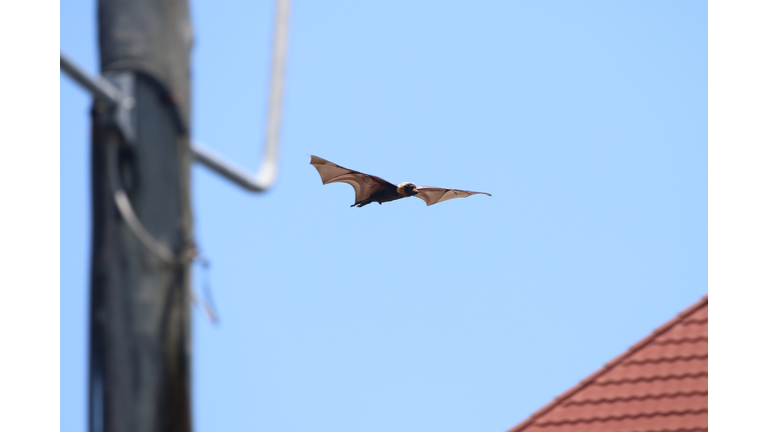 Low Angle View Of Bat Flying In Clear Blue Sky