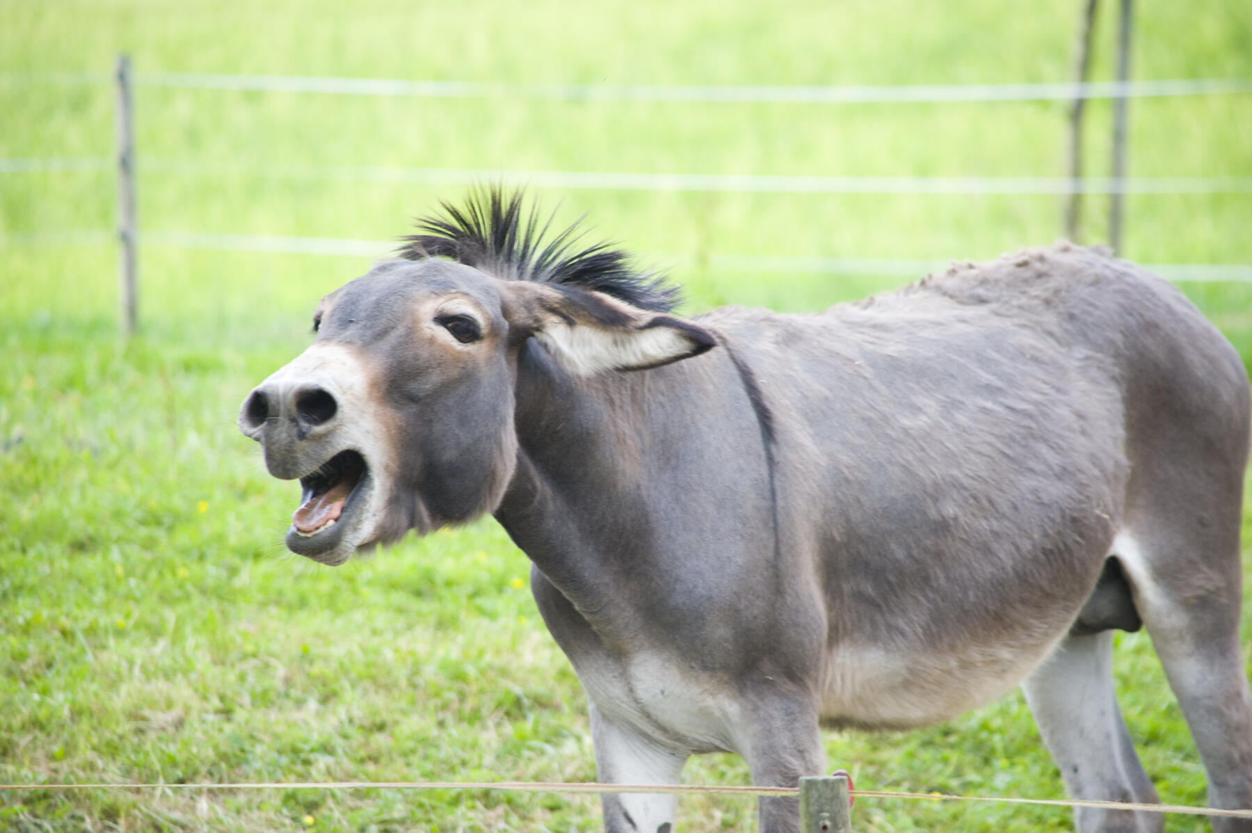 Does Donkey Meat Boost Sex Drive ? | iHeart