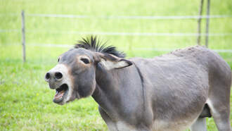 Jeff Stevens - When Life Gives You Lemons, Use The "Baby Donkey" Method To Deal With Them