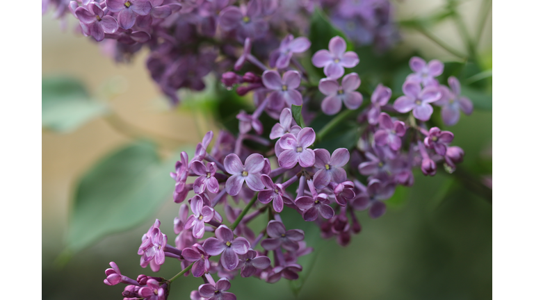 Syringa vulgaris