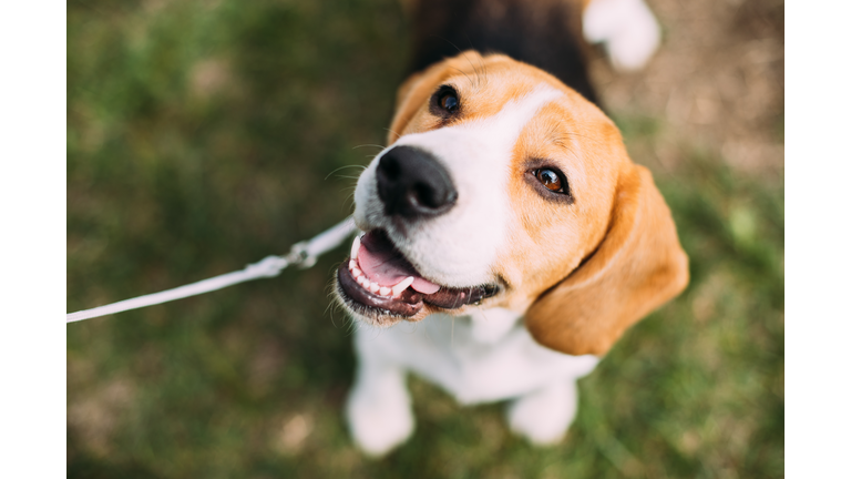 Beautiful Tricolor Puppy Of English Beagle Sitting On Green Grass. Smiling Dog