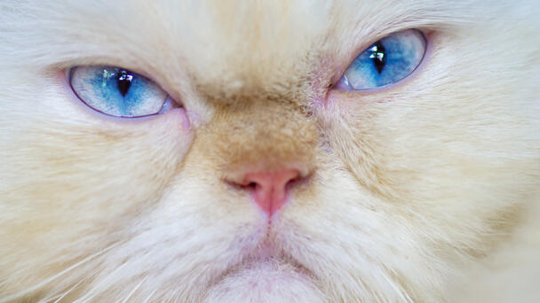 Uptick in Highly Contagious Cat Virus Plagues Animal Care Shelter 