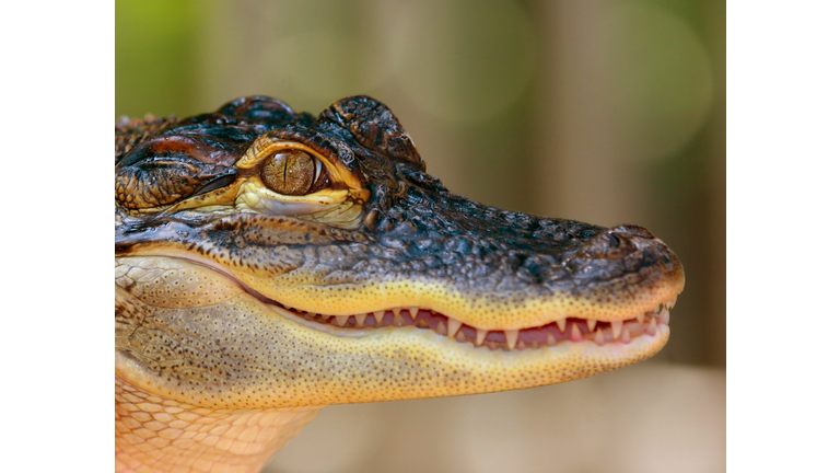 Baby Alligator