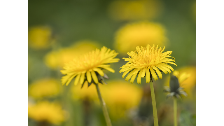 Some dandelion (Taraxacum officinale) flowers  in the foreground on a background of more flowers in a meadow.