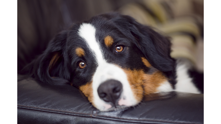 Young Bernese Mountain Dog