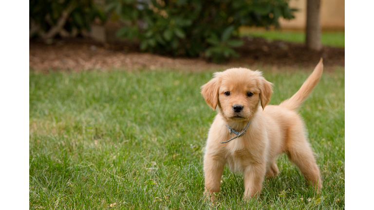 Golden Retriever Puppy in grass