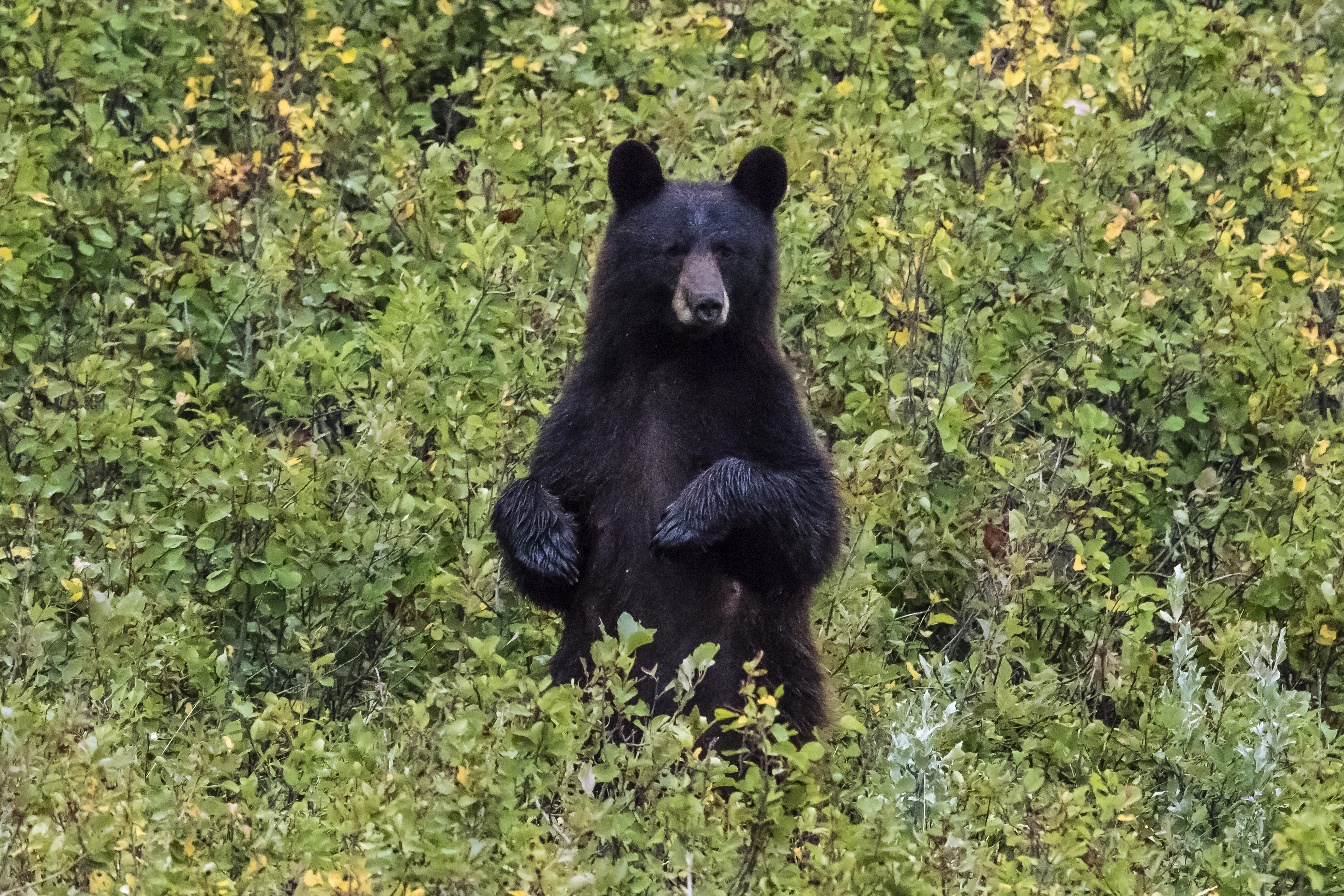 Will bear. Гималайский медведь на скале.