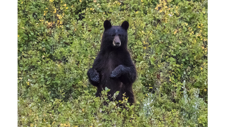 Black bear, Waterton Lakes National Park