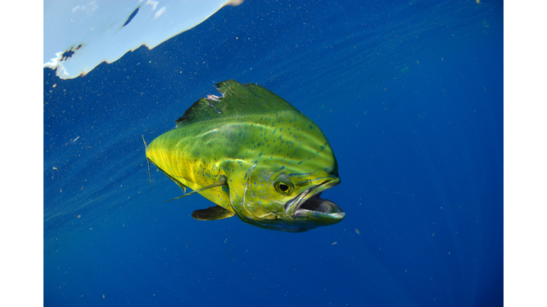 Mahi swimming in ocean