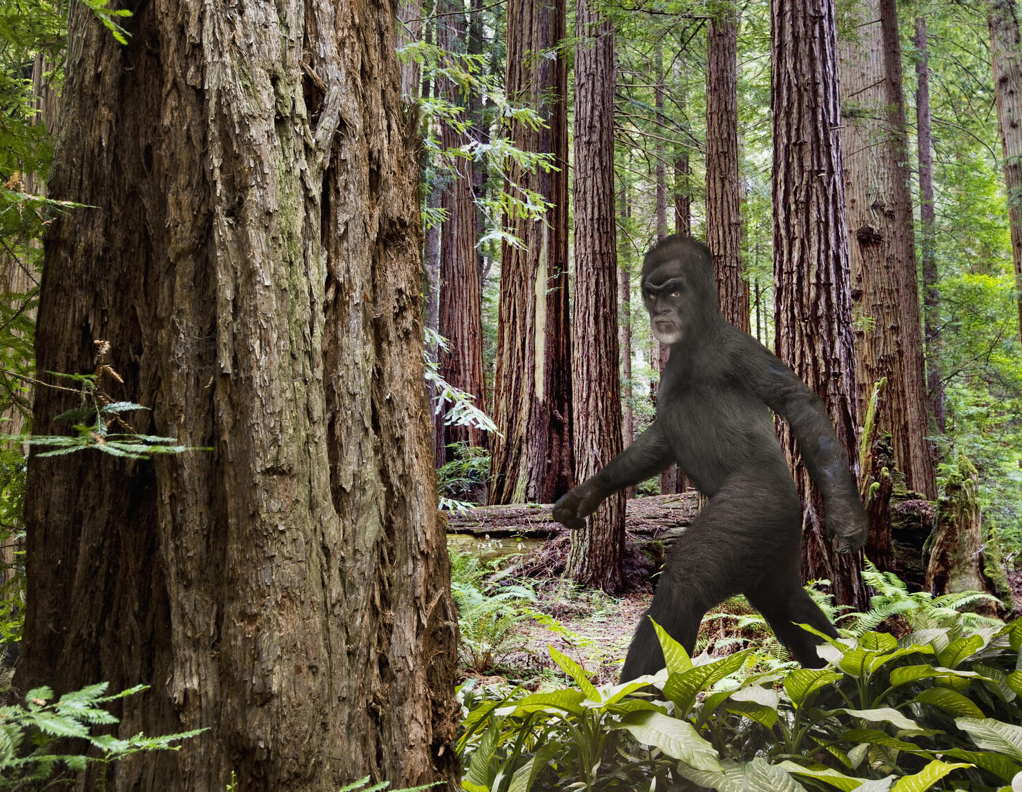 Bigfoot walking in forest
