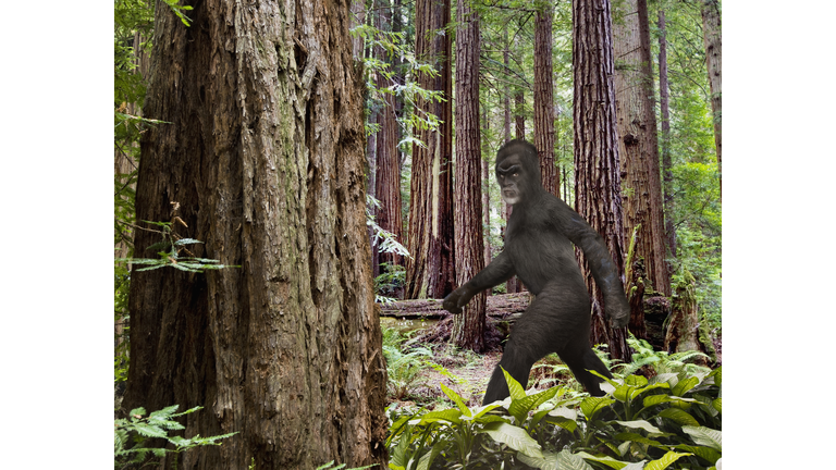 Bigfoot walking in forest