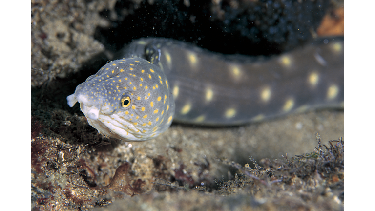 Sharptail Eel.